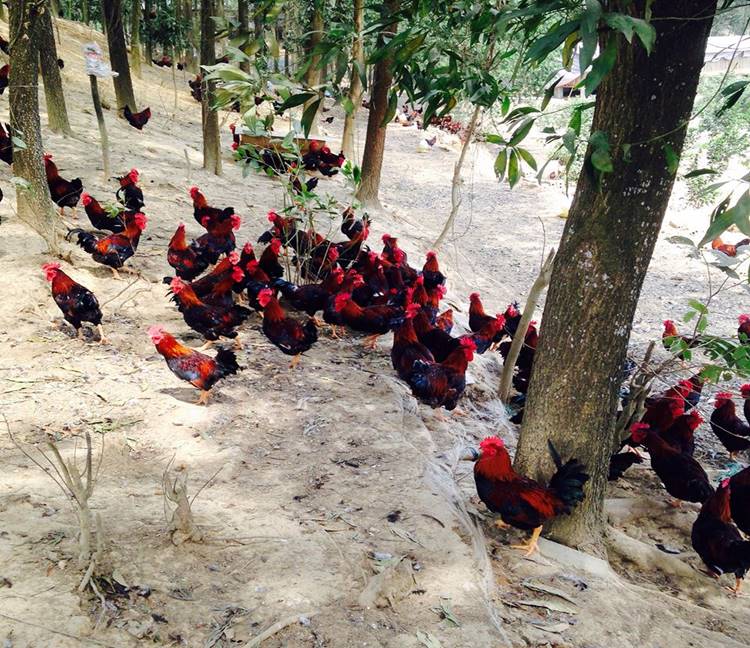 Trại gà giống Lạc Thủy Tuấn Chuyền