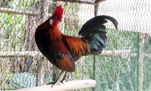 Săn gà rừng tiền triệu nuôi cầu may năm Đinh Dậu