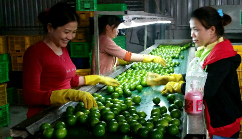 'Nữ hoàng' chanh không hạt miền Tây