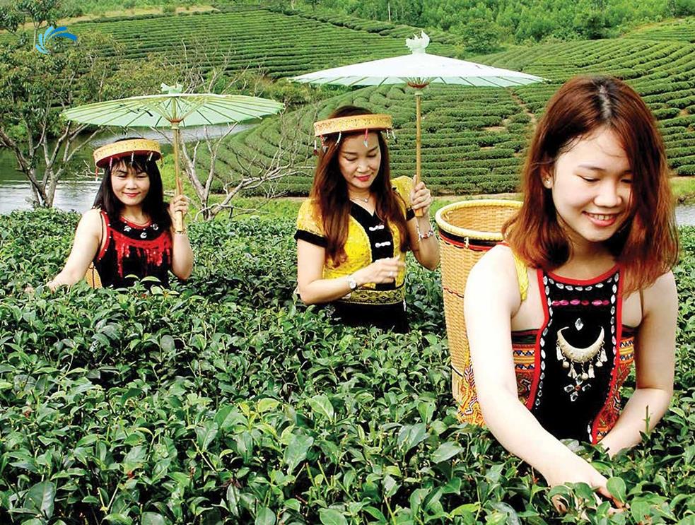 Làm sao để chè Việt Nam vươn ra thế giới?