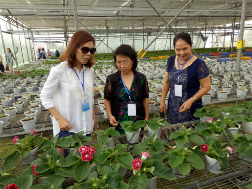 Thu 2 tỷ đồng mỗi năm từ một hecta hoa Lâm Đồng