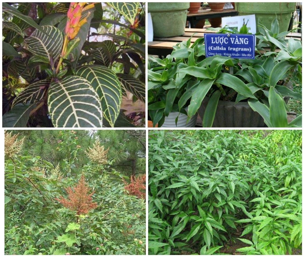 C:\Users\Hai\Desktop\triệu đức hòa\dạ dày\chữa dạ dày.jpg