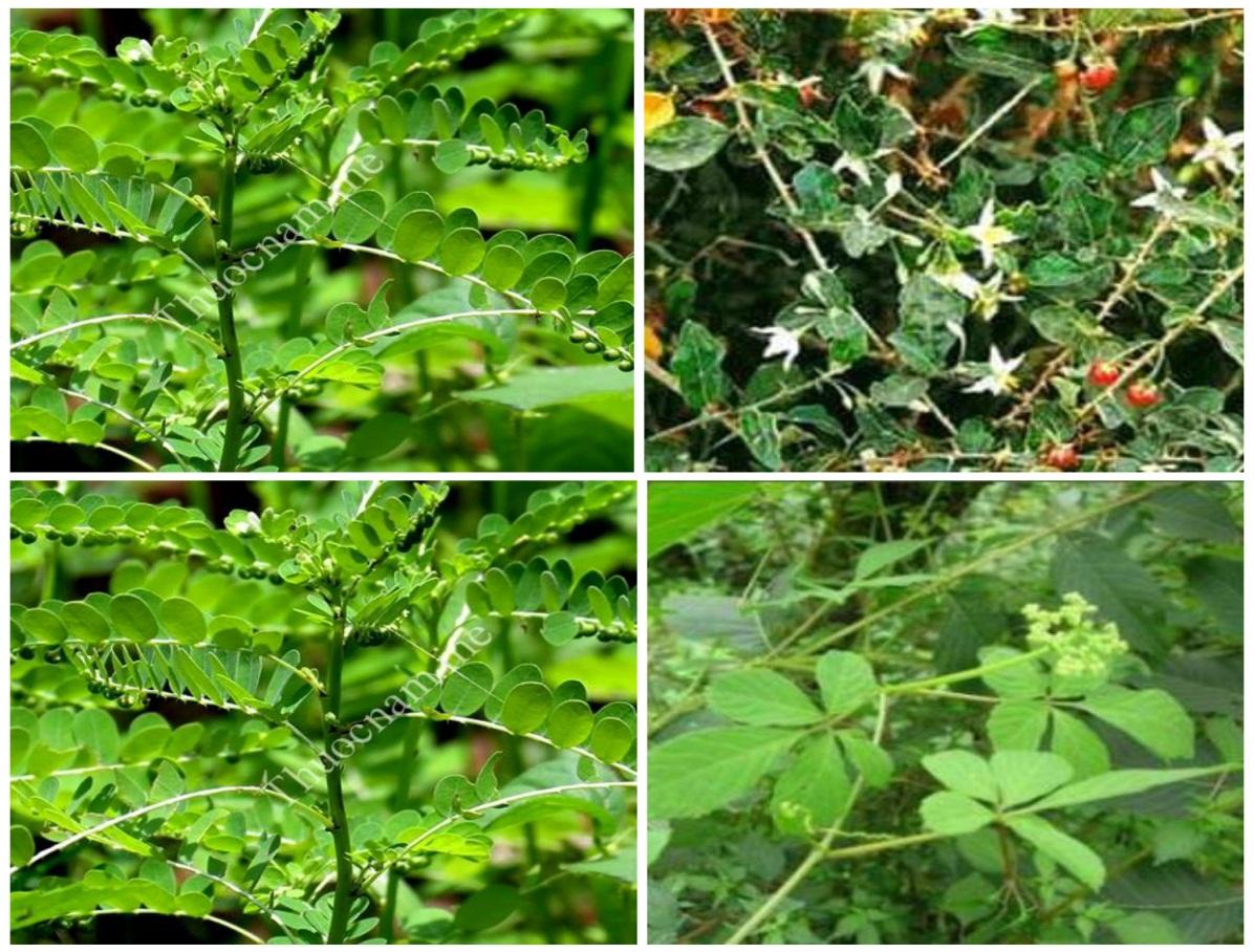 C:\Users\Hai\Desktop\triệu đức hòa\gan\chữa gan.jpg