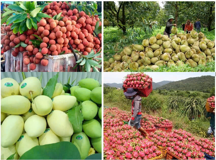 Triển khai đồng bộ các biện pháp bảo đảm sản xuất, chế biến, tiêu thụ và xuất khẩu nông sản