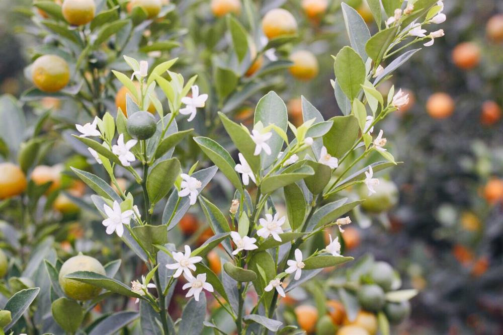 Tứ Liên – “thiên đường” quất cảnh giữa lòng Hà Nội sẵn sàng đón Tết Nhâm Dần 2022