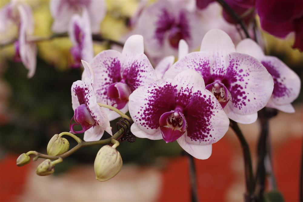 Hà Nội: Rực sắc Lan Hồ Điệp Đà Lạt xuống phố