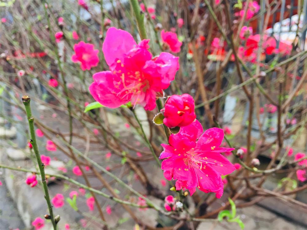 Hà Nội: Ngắm sắc xuân 2021 ngập tràn trên nhiều góc phố