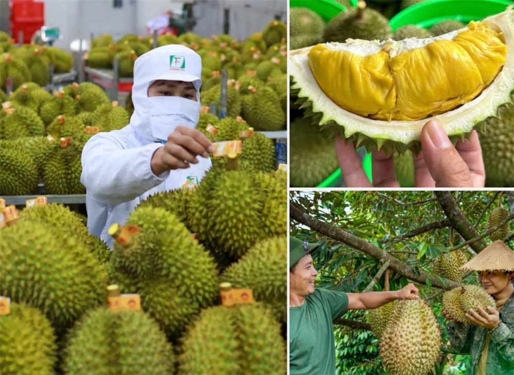 Xuất khẩu rau quả Việt Nam quý I/2026 tăng trưởng mạnh, sầu riêng tiếp tục thống lĩnh thị trường