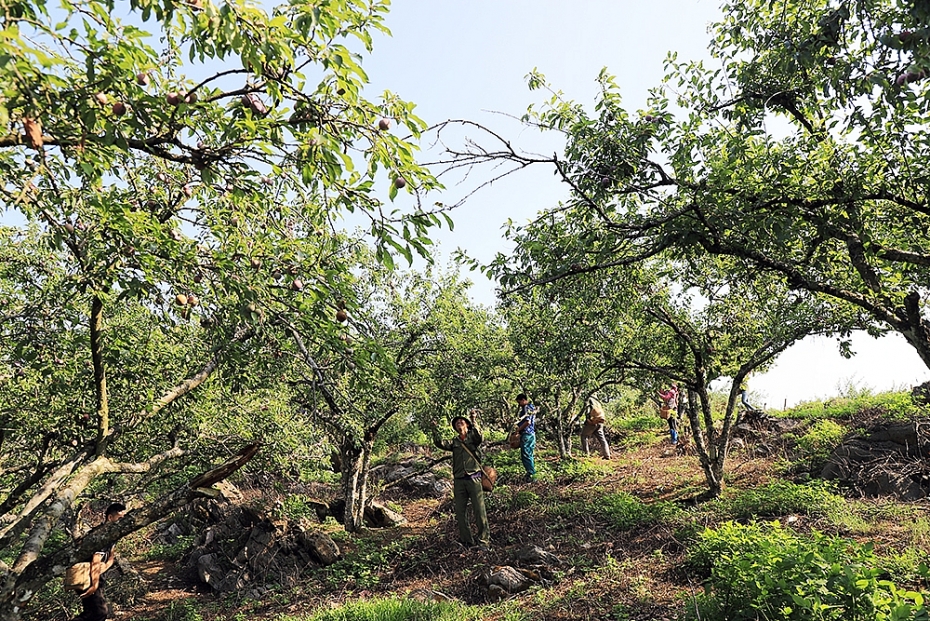 Mộc Châu mùa trẩy mận moc chau mua tray man