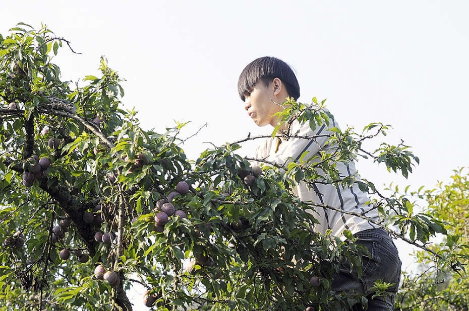 Mộc Châu mùa trẩy mận moc chau mua tray man