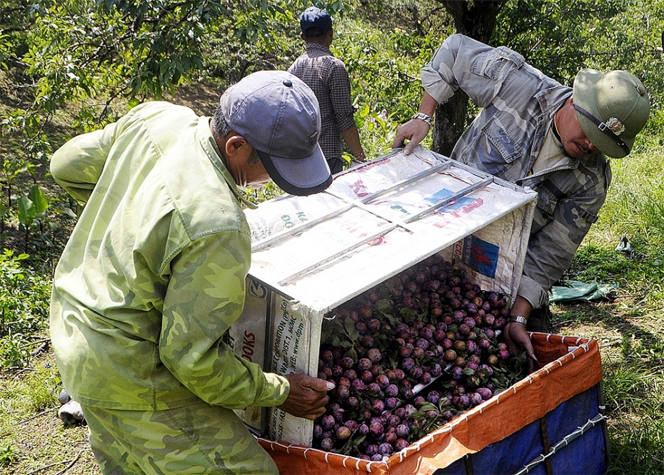 Mộc Châu mùa trẩy mận moc chau mua tray man