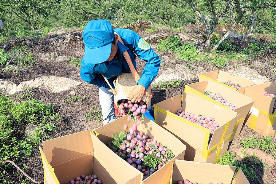 Mộc Châu mùa trẩy mận moc chau mua tray man