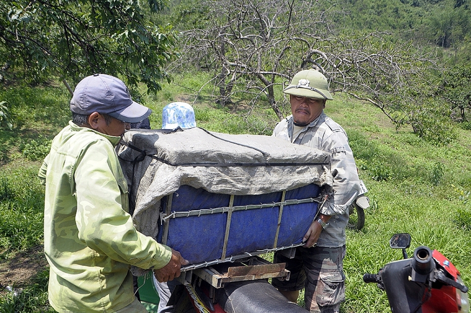 Mộc Châu mùa trẩy mận moc chau mua tray man