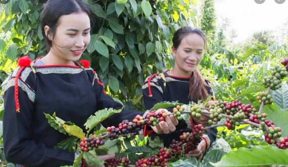 Đẩy mạnh quảng bá thương hiệu cà phê đặc sản các vùng miền