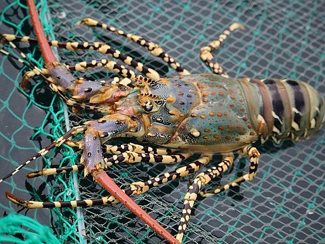 Theo đó, Ủy ban nhân dân tỉnh Phú Yên là tổ chức quản lý chỉ dẫn địa lý này.