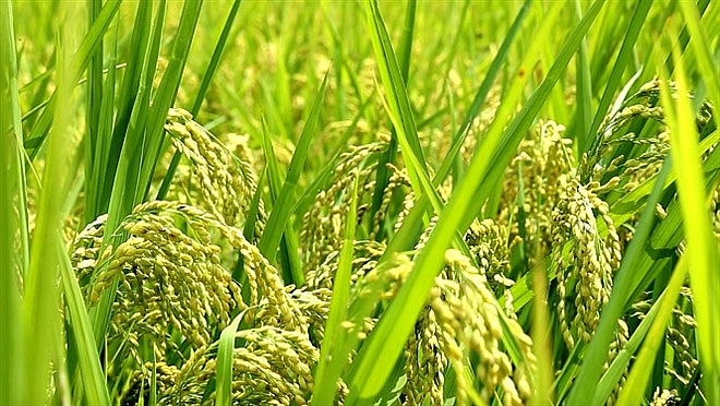 Theo thống kê năm 2020, Trung tâm Phát triển Nông nghiệp Hà Nội đã xây dựng được 26 mô hình sản xuất lúa Japonica hàng hóa chất lượng cao Theo thống kê năm 2020, Trung tâm Phát triển Nông nghiệp Hà Nội đã xây dựng được 26 mô hình sản xuất lúa Japonica hàng hóa chất lượng cao