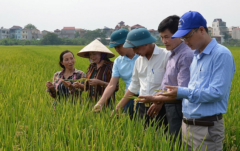 Theo thống kê năm 2020, Trung tâm Phát triển Nông nghiệp Hà Nội đã xây dựng được 26 mô hình sản xuất lúa Japonica hàng hóa chất lượng cao Theo thống kê năm 2020, Trung tâm Phát triển Nông nghiệp Hà Nội đã xây dựng được 26 mô hình sản xuất lúa Japonica hàng hóa chất lượng cao
