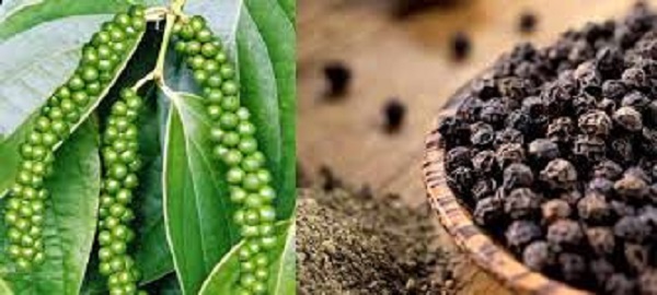 Ấn Độ có thể siết chặt tiêu chuẩn hồ tiêu nhập từ Việt Nam