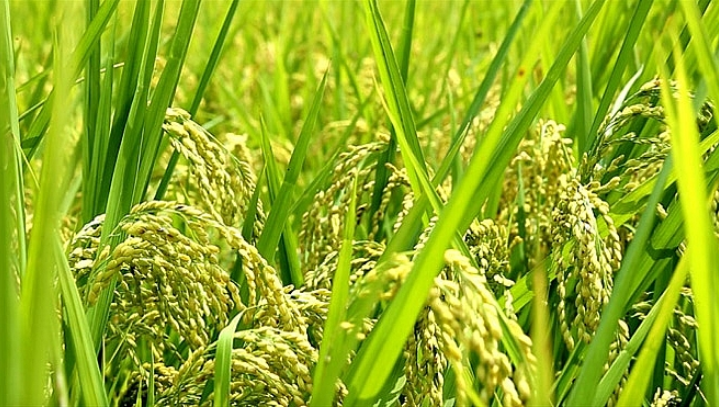 Hà Nội: Sản xuất lúa Japonica và lúa chất lượng cao theo tiêu chuẩn xuất khẩu