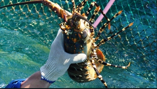 Bảo hộ chỉ dẫn địa lý 'Phú Yên' cho sản phẩm tôm hùm bông