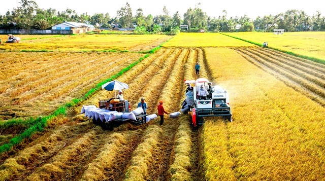 Bứt phá thành công, xuất khẩu gạo Việt Nam xác lập kỷ lục mới
