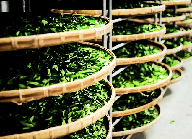 Nghệ An: Phát triển Chè San Tuyết nâng cao giá trị kinh tế ở vùng biên