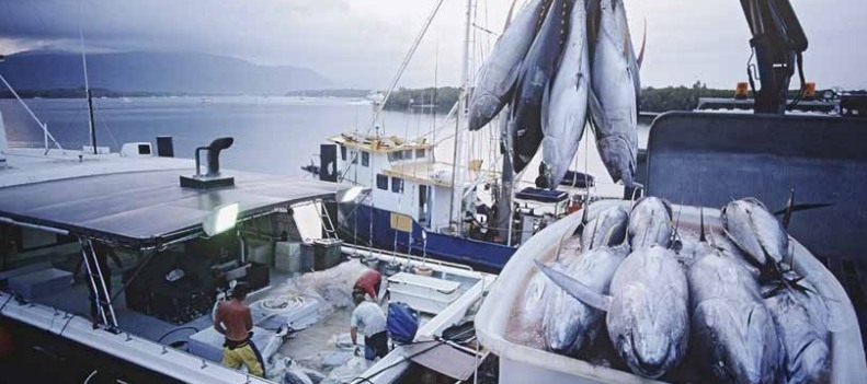 Cá sạch công nghệ cao không vào được một số siêu thị ở Hà Nội