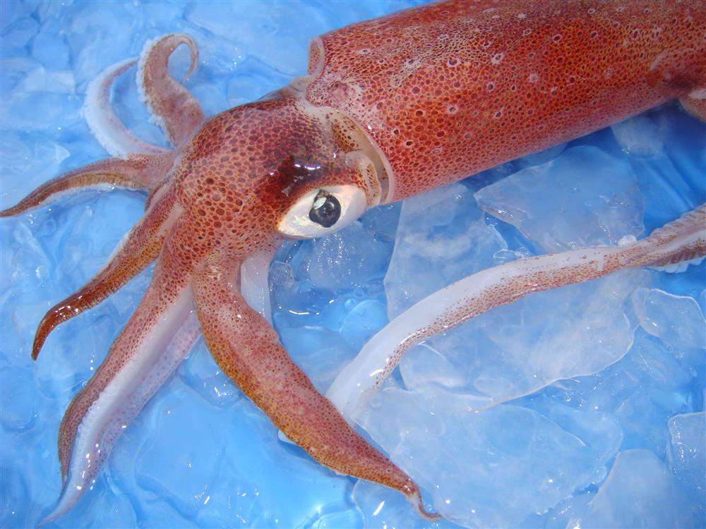 Xuất khẩu mực, bạch tuộc năm 2023 dự kiến tăng khoảng 15%