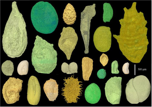 Phát hiện hạt giống hoa ngủ đông từ 110 triệu năm trước