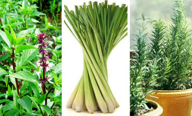 Các loại cây trồng trong nhà giúp đuổi muỗi