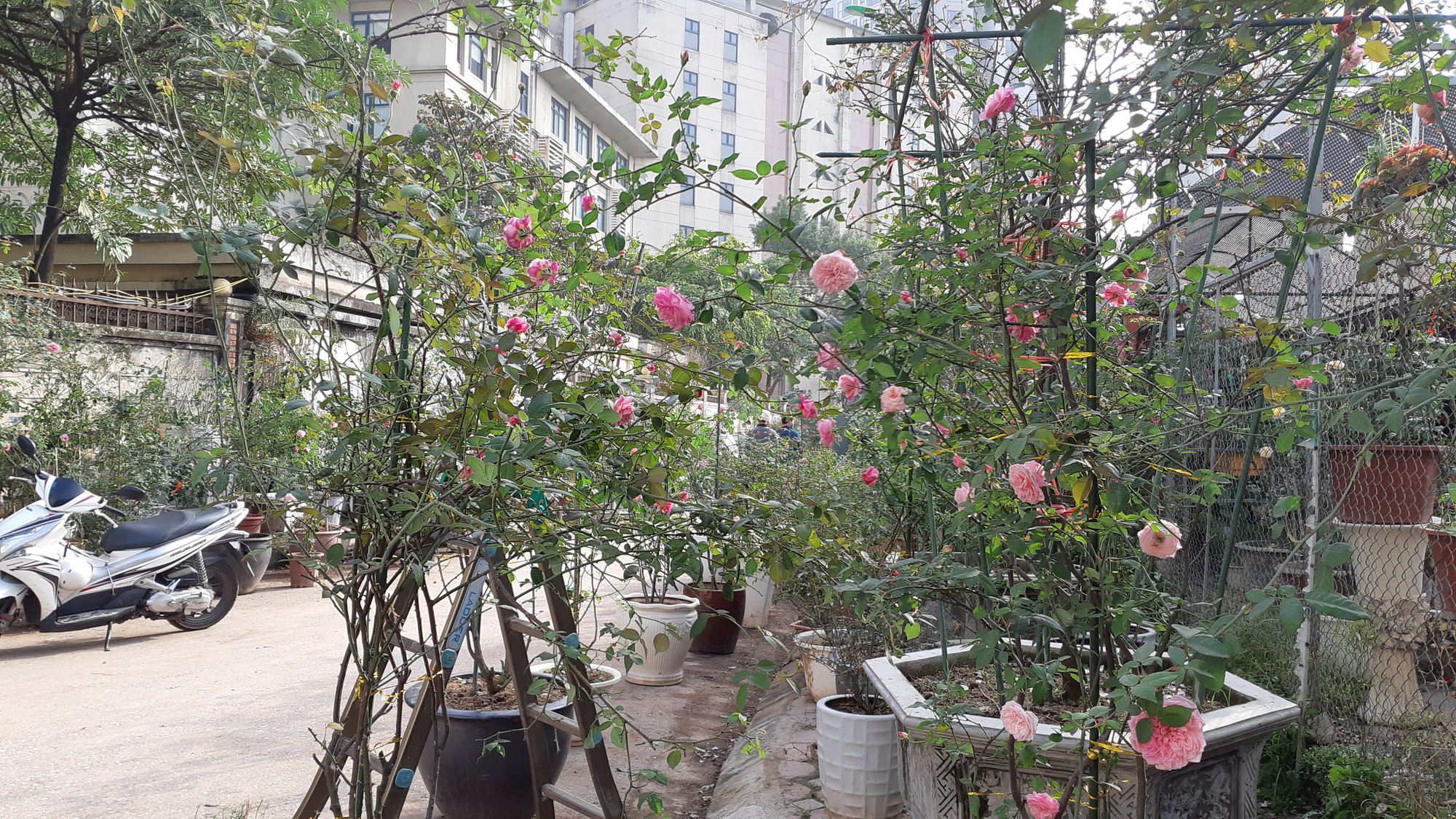 Cận Tết, hồng ngoại, hồng cổ Sapa thét giá chục triệu đồng/chậu - Ảnh 1.