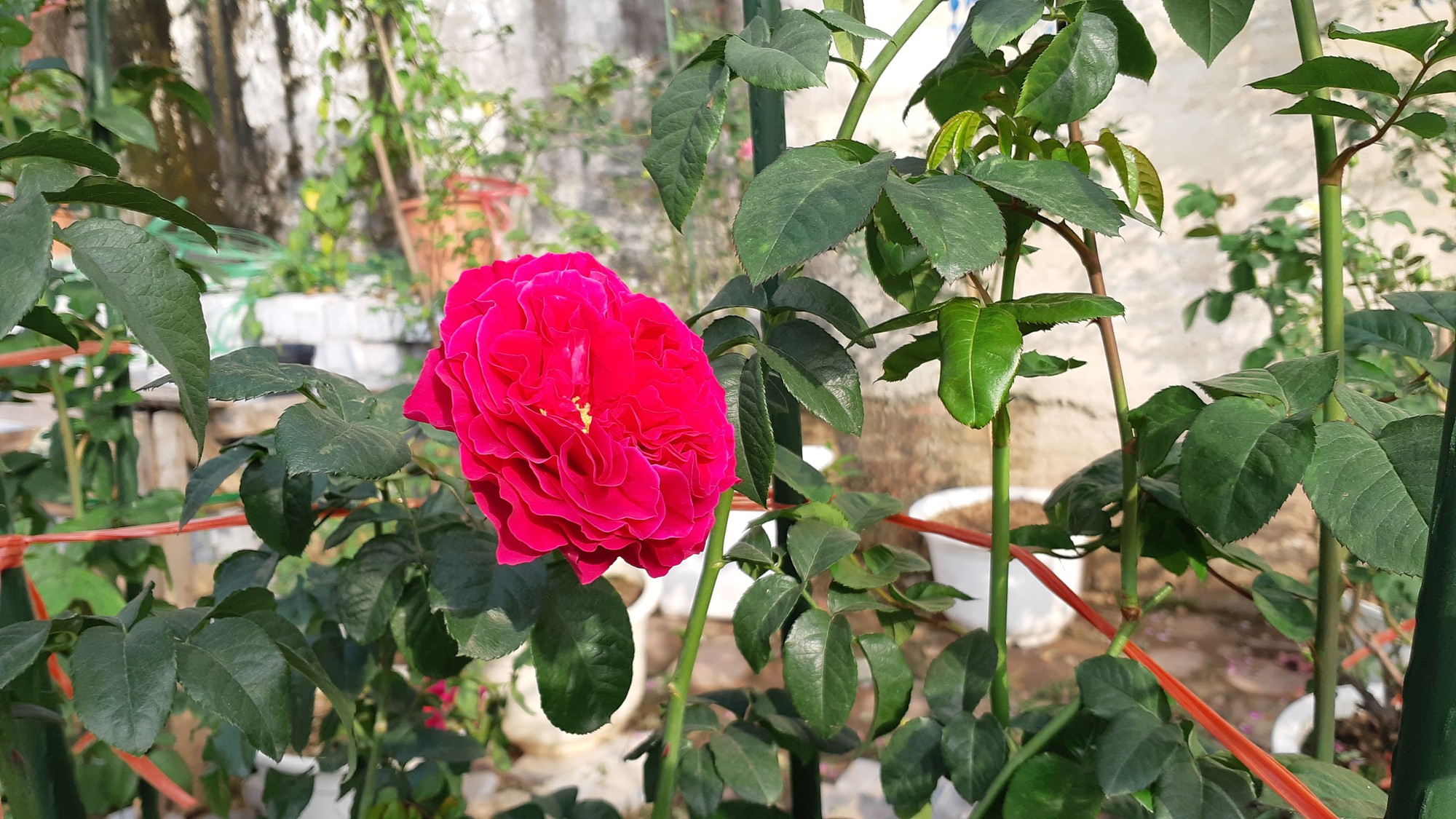 Cận Tết, hồng ngoại, hồng cổ Sapa thét giá chục triệu đồng/chậu - Ảnh 2.