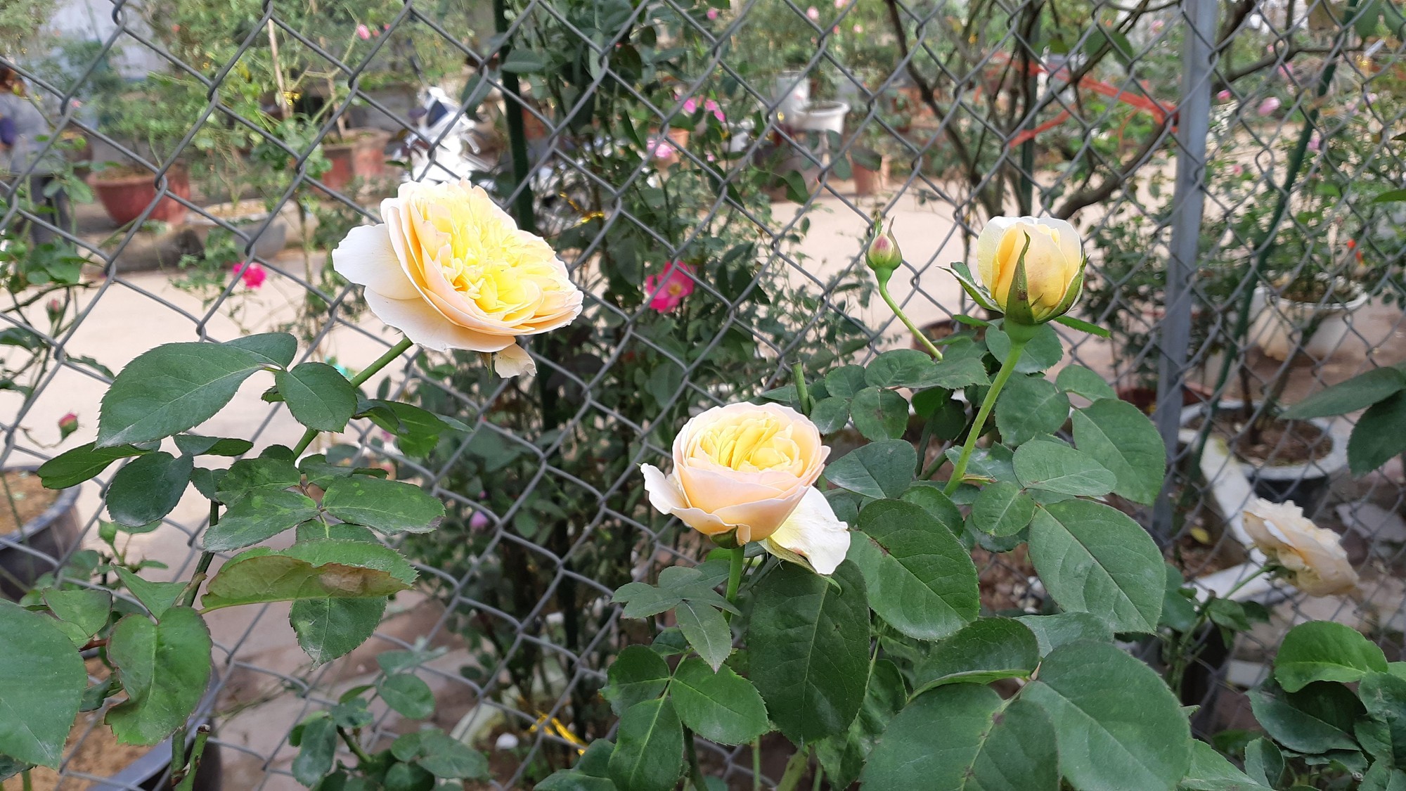 Cận Tết, hồng ngoại, hồng cổ Sapa thét giá chục triệu đồng/chậu - Ảnh 4.