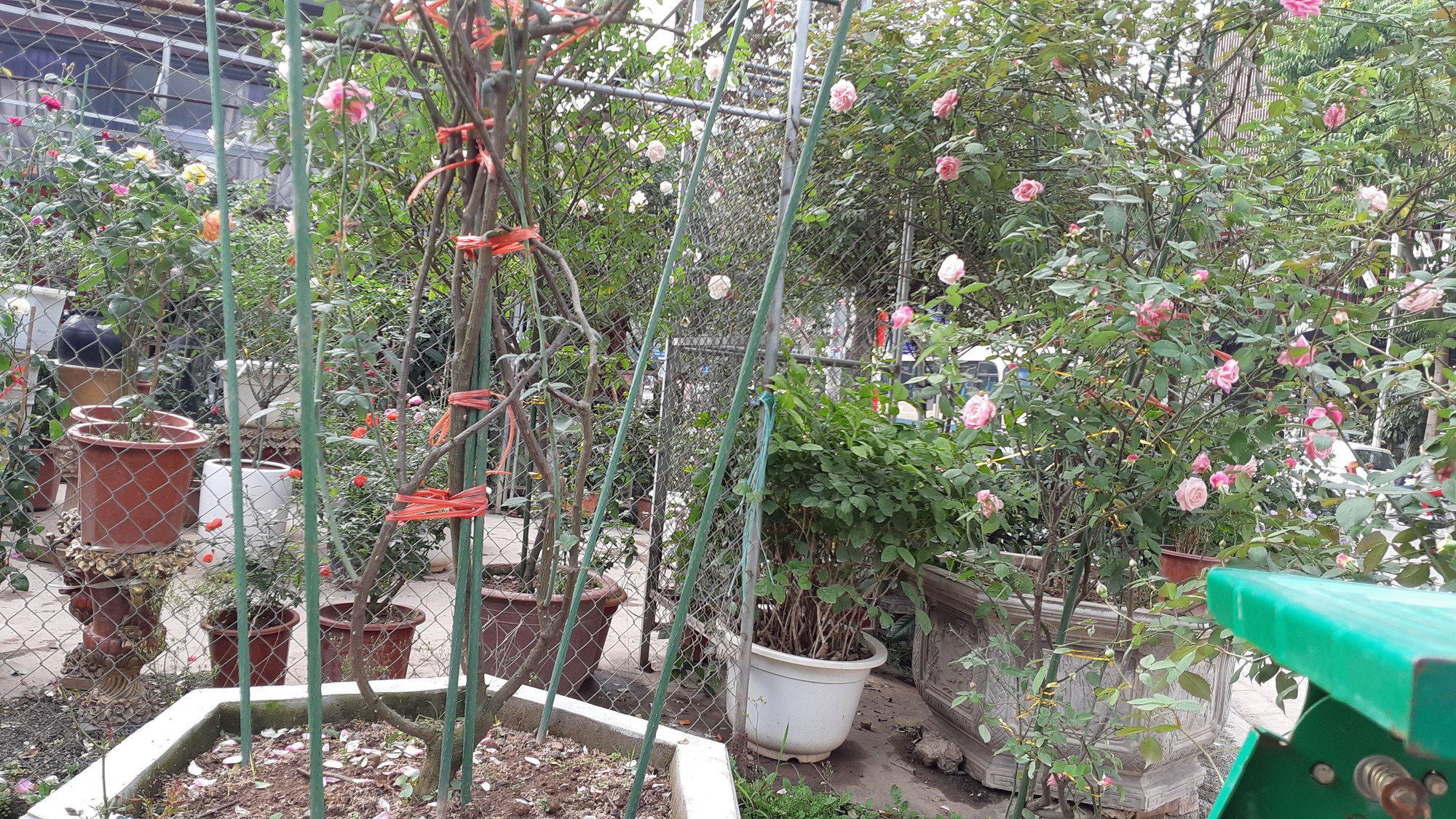 Cận Tết, hồng ngoại, hồng cổ Sapa thét giá chục triệu đồng/chậu - Ảnh 6.