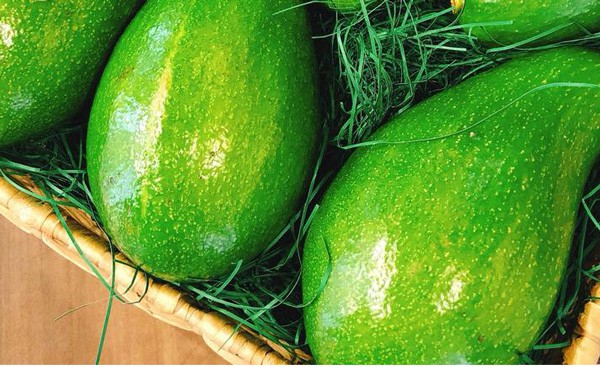 Độc, lạ: Loại bơ to như trái dưa hấu bán giá nửa triệu đồng 1 quả - Ảnh 2.