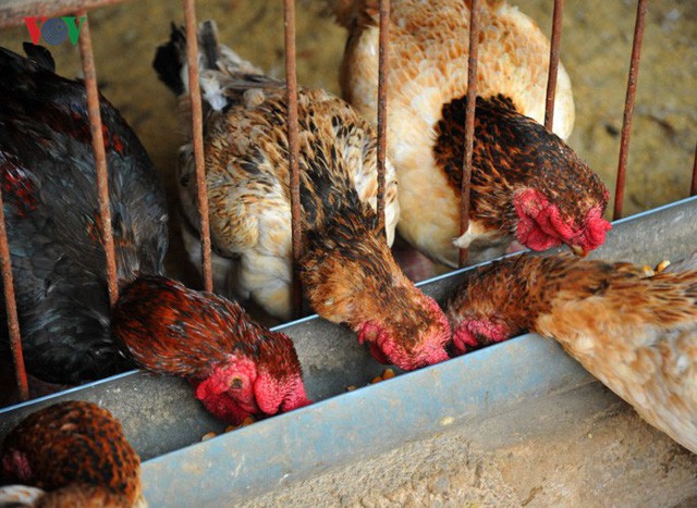 Thực hư chuyện gà Đông Tảo giá vài chục triệu đồng/con làm quà Tết - Ảnh 4.