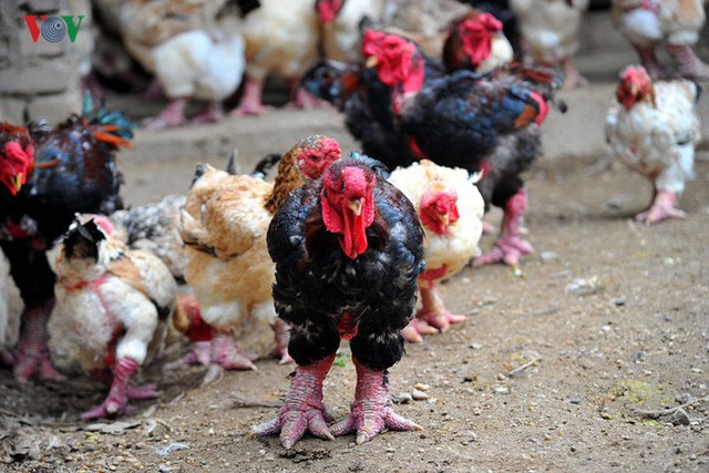 Thực hư chuyện gà Đông Tảo giá vài chục triệu đồng/con làm quà Tết - Ảnh 5.