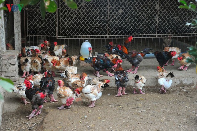 Thực hư chuyện gà Đông Tảo giá vài chục triệu đồng/con làm quà Tết - Ảnh 6.