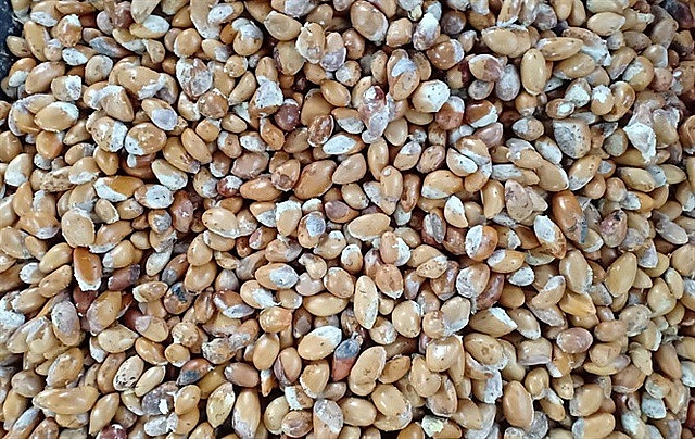 Lâm Đồng thông tin chính thức về "cơn sốt" hạt sầu riêng lam dong thong tin chinh thuc ve con sot hat sau rieng