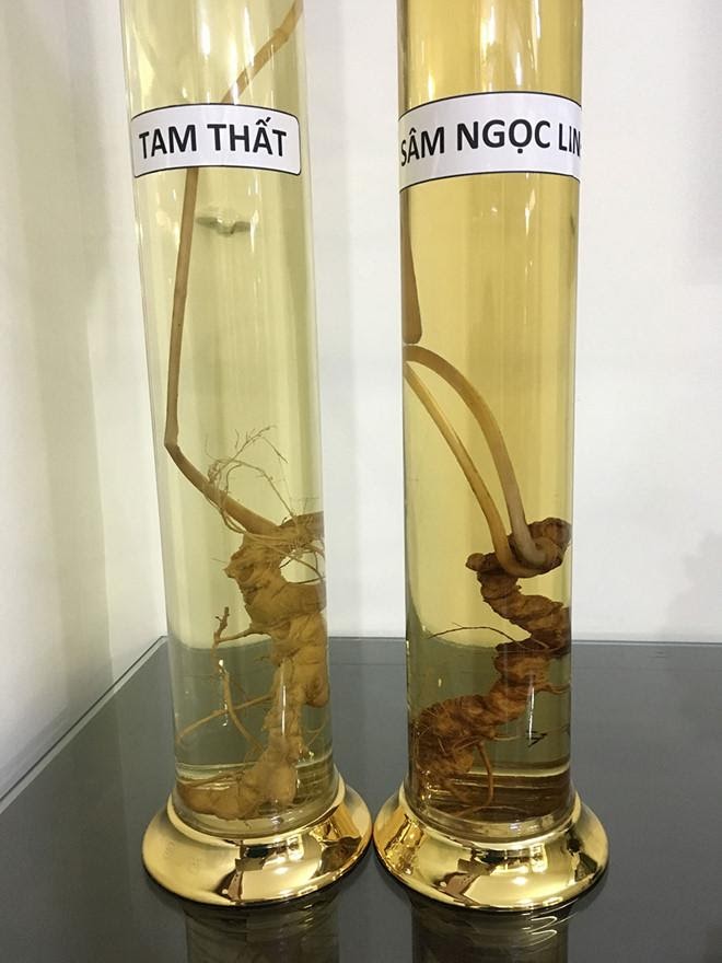 Củ tam thất và củ sâm Ngọc Linh trong bình ngâm rượu như “anh em sinh đôi” Ảnh: Quang Viên