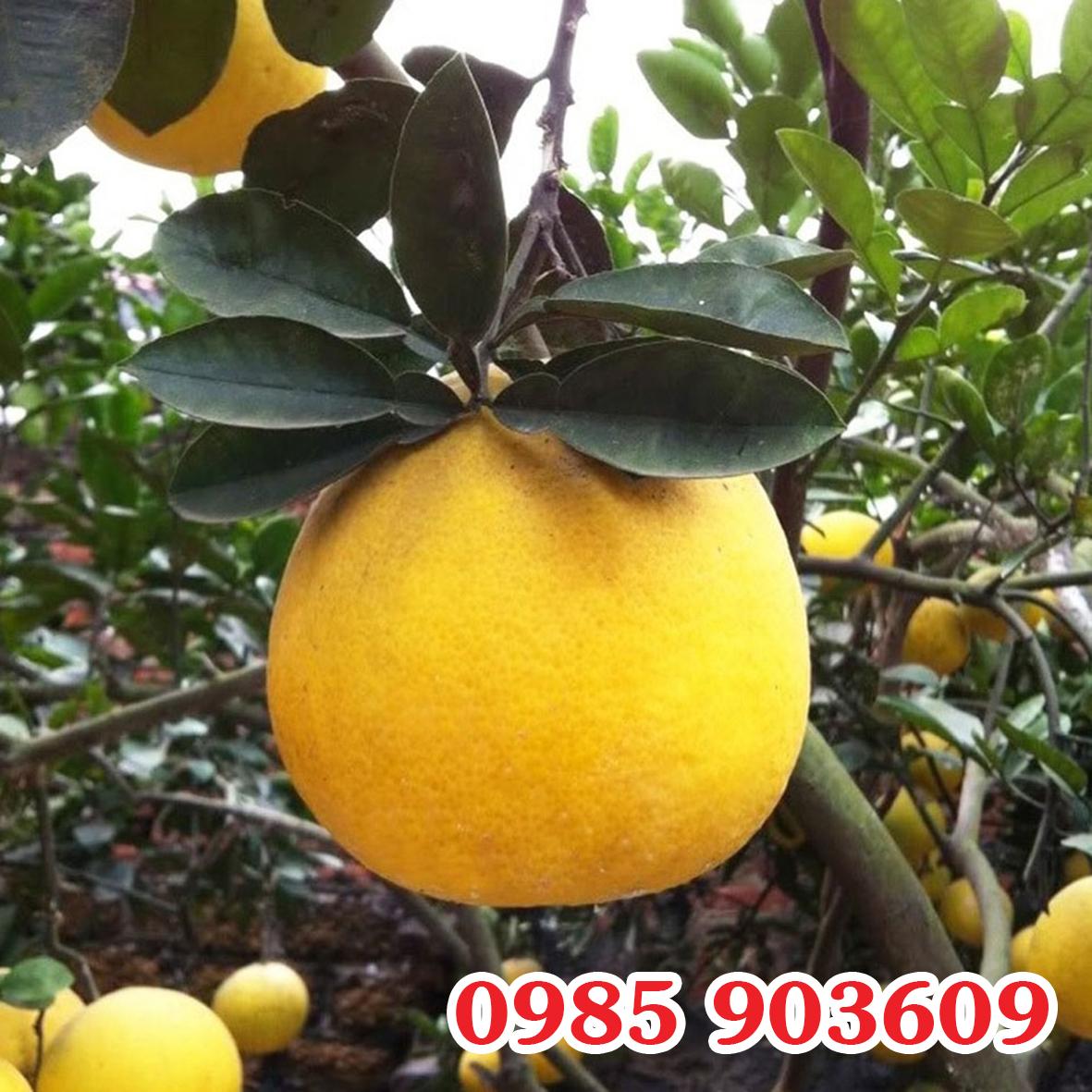 VƯỜN BƯỞI TÔM VÀNG NỔI TIẾNG NHẤT VÙNG