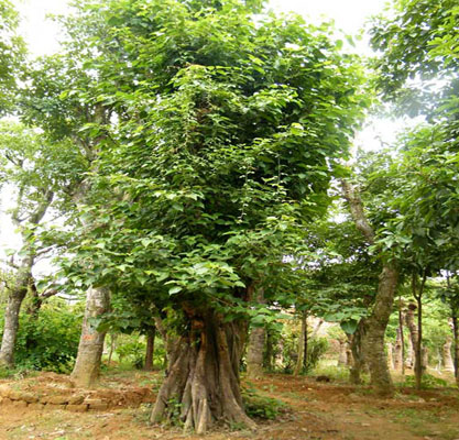 Káº¿t quáº£ hÃ¬nh áº£nh cho cÃ¢y bá» Äá» cÃ¢y cÃ´ng trÃ¬nh