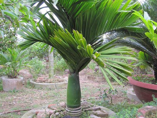 Hình ảnh có liên quan