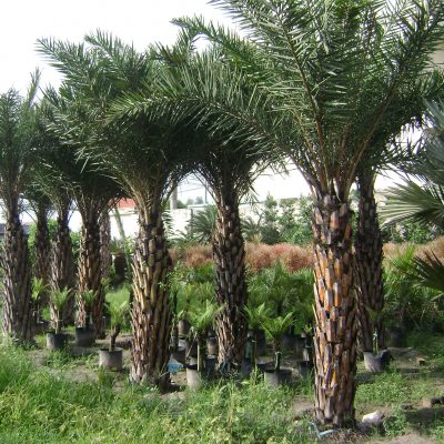 cay-cha-la-cong-trinh-2 Cây Chà Là Công Trình