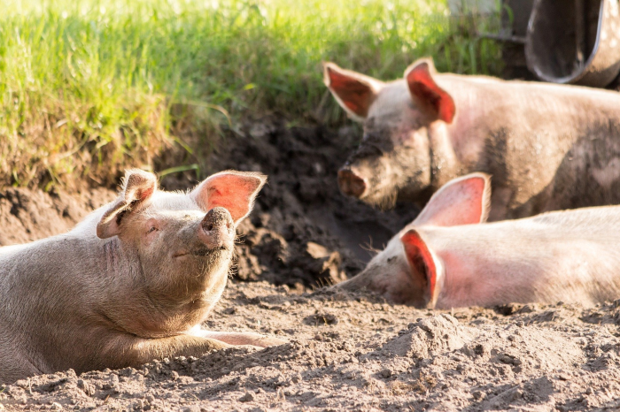 http://khoahocphattrien.vn/Images/Uploaded/Share/2022/02/25/15c2-pigs.jpeg