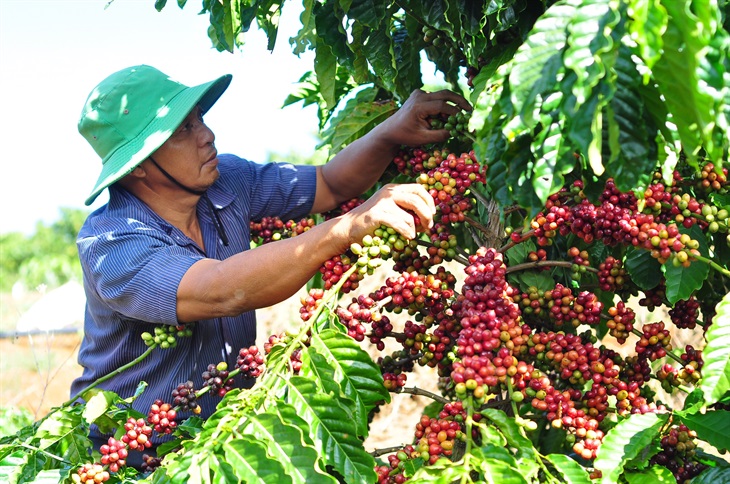 Giá cà phê tăng mạnh nhưng nông dân và doanh nghiệp xuất khẩu không được hưởng lợi