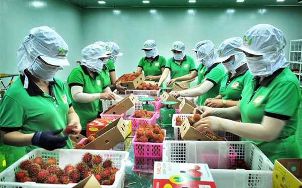 Xuất khẩu lương thực, thực phẩm: Doanh nghiệp nên tuân thủ thay vì đối phó với quy định