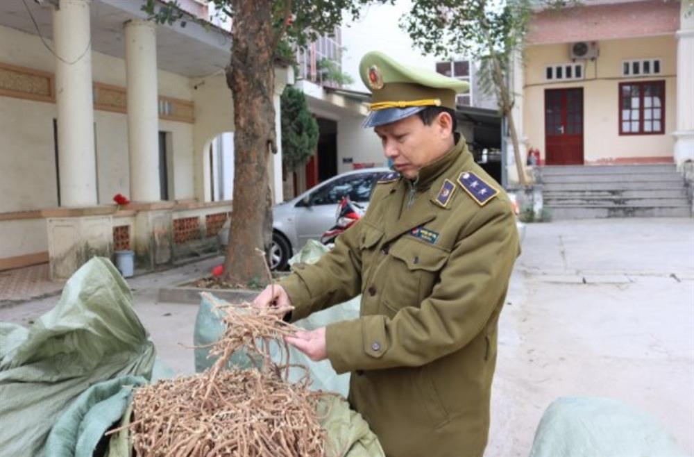 01 Tấn nguyên liệu thuốc bắc nhập lậu tại Lạng Sơn bị mật phục bắt giữ